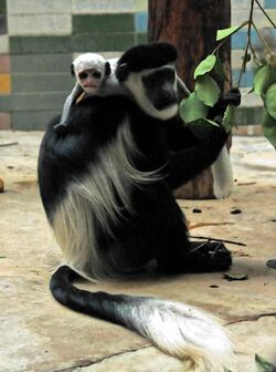 2011 Colobus guereza cropped2.jpg