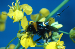 A bumblebee (Bombus terrestris) worker with a transponder attached to its back, visiting an oilseed rape flower.png