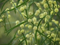 Acacia stictophylla.jpg