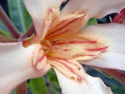 Detail of the candy-striped corona and feathery style of a single peach-colored flower