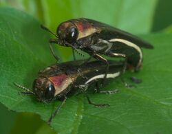 Agrilus concinnus P1280648b.jpg