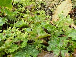 Alchemilla flabellata2.jpg