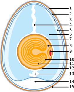 Anatomy of an egg.svg