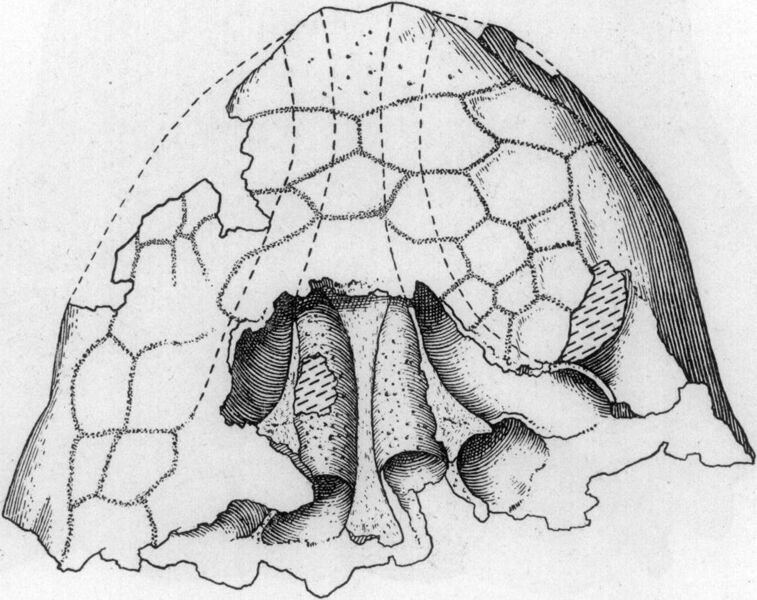File:Ankylosaurus nasal chambers.jpg