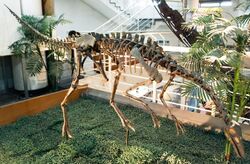 ArchaeornithomimusAsiaticus-PaleozoologicalMuseumOfChina-May23-08.jpg