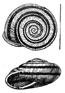 Ariophanta laevipes shell.jpg