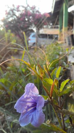 Arya.kencana.ruellia.tuberosa.2019.jpg