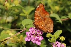 Autumn leaf (Doleschallia bisaltide) Bali I.jpg