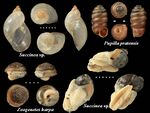 Sample of modern molluscs from the Baikal region