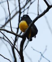 Black-headed Trogon.jpg