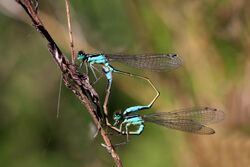 Blue-tailed damselflies (Ischnura elegans) mating, female typica 2.jpg