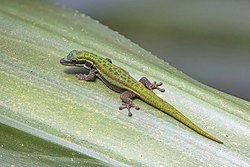 Blue-tailed day gecko (Phelsuma cepediana).jpg