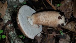 Boletus Quercophilus picture.jpg