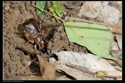 Brachytrupes portentosus (20765017812).jpg