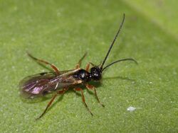 Braconidae-Alysiinae (Dacnusa sp. ?) (9687650000).jpg