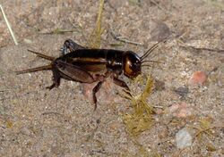 Brown Cricket (Acanthogryllus fortipes) (12025556774).jpg