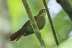 Buff-throated Foliage-gleaner - Rio Tigre - Costa Rica MG 7738 (26434929660).jpg