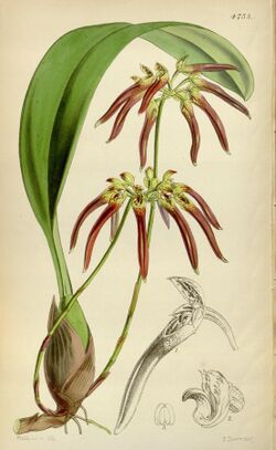 Bulbophyllum helenae (as Cirrhopetalum cornutum) - Curtis' 79 (Ser. 3 no. 9) pl. 4753 (1853).jpg