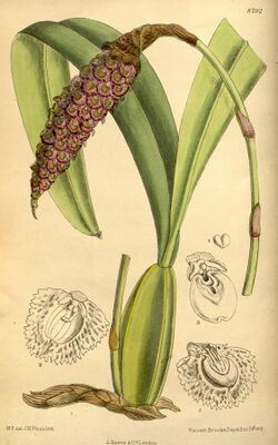 Bulbophyllum robustum 145-8792.jpg