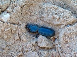 Burrowing Ground Beetle (Passalidius fortipes) (50914427716).jpg