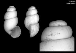 Bythinella bouldouyrensis (MNHN-IM-2000-30097).jpeg