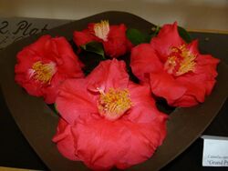 Camellia japonica 'Grand Prix'.jpg