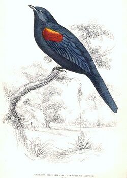 Campephaga phoenicea male.jpg