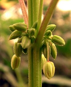 Cannabis male flowers.JPG