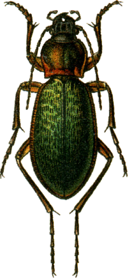 Carabus hummeli Jacobson.png