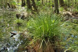 Carex elongata kz07.jpg