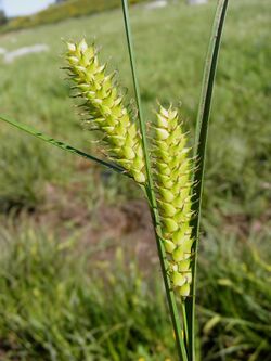Carex vesicaria inflorescense (21).jpg