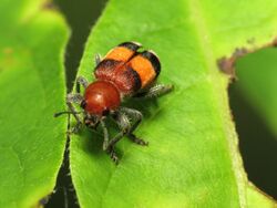 Checkered Beetle - Flickr - treegrow.jpg