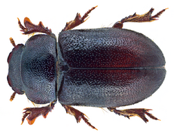 Cheirodes dentipes (Ballion, 1878) (28356702646).png