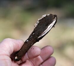 A hand holding a dark brown, roughly cigar-shaped object with a lengthwise split that goes about halfway down its length. The split reveals light colored tissue within; some partially obscured light colored tissue can be seen out on the far edge, suggesting a similar split on that side