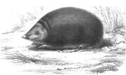 Drawing of dark golden mole