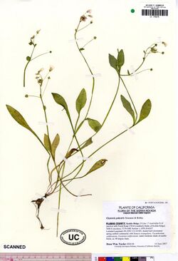 Claytonia palustris UC1755275 (4494868773).jpg