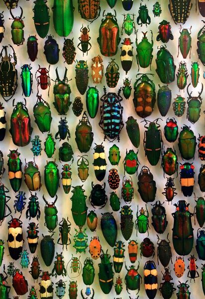 File:Coleoptera SMNK.jpg