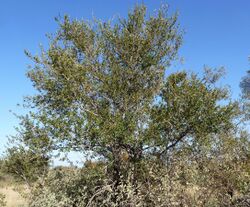 Combretum hereroense, habitus, Steenbokpan, a.jpg