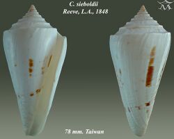 Conus sieboldii 1.jpg