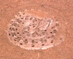 Crotalus cerastes cerastes.jpg