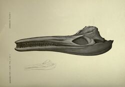 Cymbospondylus petrinus skull.jpg