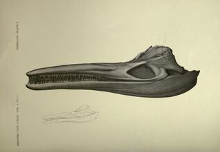 Drawing of a gray ichthyosaur skull on a white background