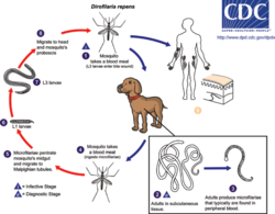 D repens LifeCycle.png