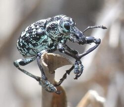 Diamond Weevil Front.JPG