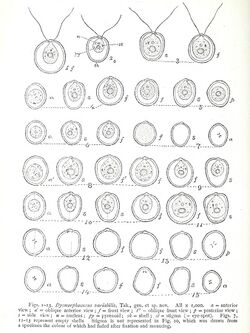 Dysmorphococcus variabilis.jpg