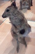 Gray hare-wallaby