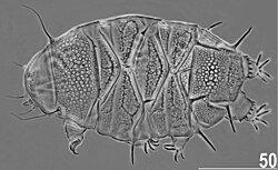 Echiniscus africanus (10.3897-evolsyst.3.33580) Figure 1.jpg