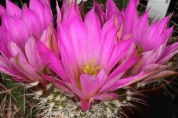 Echinocereus chisoensis var fobeanus pm 01.jpg