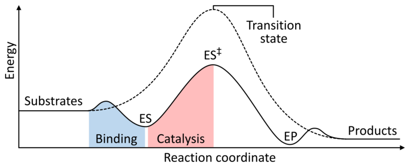 File:Enzyme catalysis energy levels 2.svg
