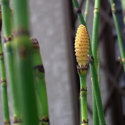 Equisetum hyemale.jpg